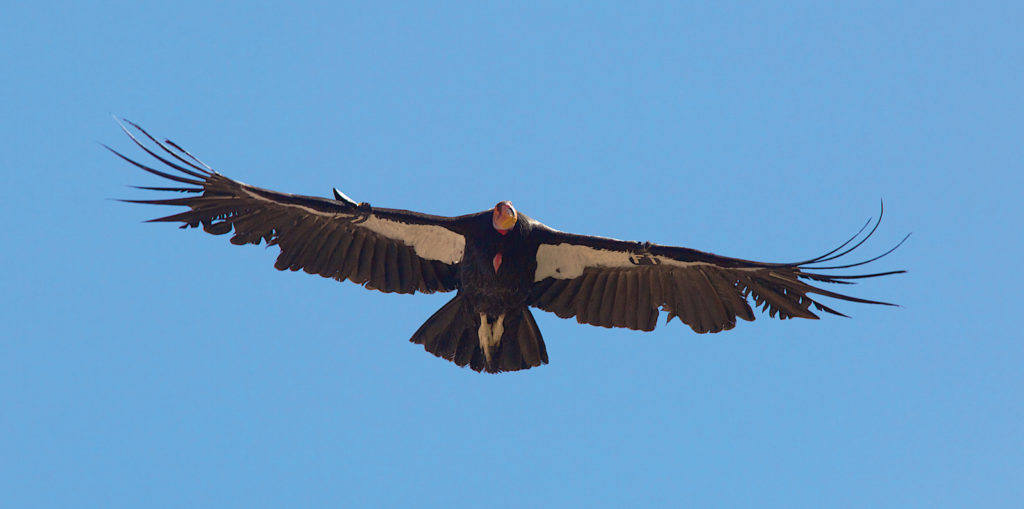 The California condor is a New World vulture, the largest North American land bird. This condor became extinct in the wild in 1987, but the species has been reintroduced to northern Arizona and southern  California